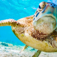 Фильтры PolarPro AQUA на бокс GoPro HERO8 фото 4